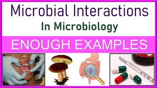 Microbial Interactions in Microbiology  Types  Explained with Enough Examples [upl. by Jerrilee]