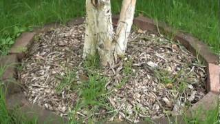 organic  permaculture way of killing off kikuyu grass [upl. by Aihtebat]