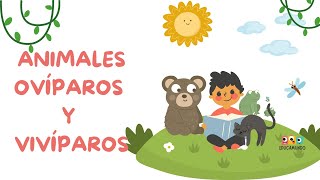 Animales ovíparos y vivíparos para niños de preescolar  EducaMundo [upl. by Perkoff]