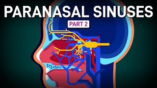 A Decent Tour of Sinus Innervation and Blood Supply [upl. by Clellan]