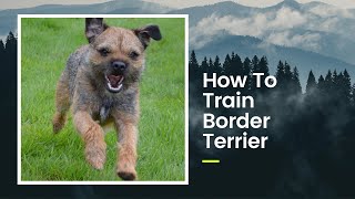 How To Train Border Terrier  Tips amp Tricks  Border Terrier Information [upl. by Hcirdeirf]