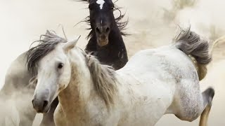 Brutal Stallion Mating Fight  Planet Earth II  BBC Earth [upl. by Palmer]