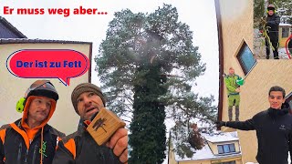 Komplett eingebautedicke Kiefer fällen❓ Wie soll das gehen❓ Bades Baumdienst 🎥🌲 [upl. by Landon119]