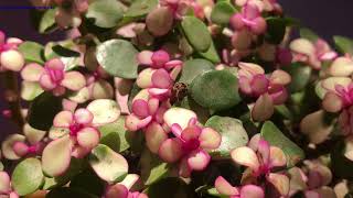 Portulacaria Afra Variegata Pink pinkleaf portulacariaafra jadeplant 🍧🍨🧁🍥🍷 [upl. by Tabber]