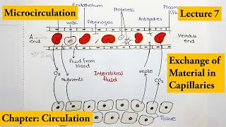 Micro circulation How exchange of material occurs through capillaries Video  7 [upl. by Eriha]