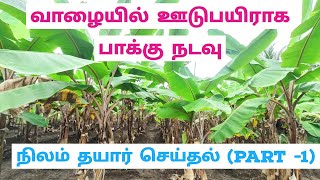 வாழையில் ஊடுபயிராக பாக்கு கன்றுகள் நடுவதற்காக நிலம் தயார் செய்தல்  ArecaNut in Banana Tilling land [upl. by Yehsa109]