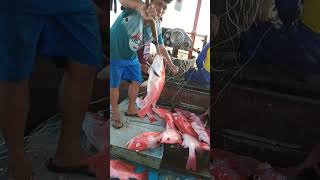 RAWAI SENGGOL DAPAT IKAN KAKAP MERAH 1 TON 1 KALI TARIK RAWAI IKAN DI LAUT [upl. by Eisinger399]