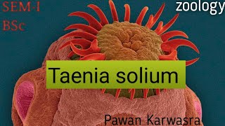 Taenia solium I BSc I MSc I economic zoology [upl. by Cristiano]