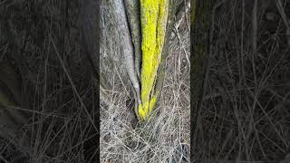 Awesome Lichen on the Dead Plant Trunk Nature’s Spray Paint [upl. by Backler]