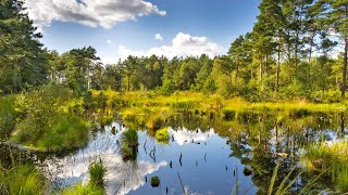 Nordpfad Dör´t Moor – quotDeutschlands Schönster Wanderweg 2021quot Kategorie Tagestouren [upl. by Tuneberg486]