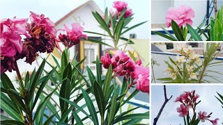 Oleander care and myth busting  Repotting and soil mix for a good bloom  Raktakarabi in Bengali [upl. by Haisi36]