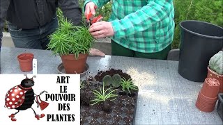 Tuto Jardinage Senecio Barbertonicus Comment faire une Bouture de Plante verte [upl. by Codding]