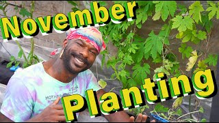 November planting for a Winter Harvest Zone 6a [upl. by Hax]