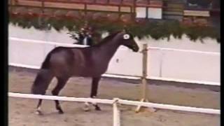 Ariadus Holsteiner Stallion at Fox Fire Farm [upl. by Sinoda743]