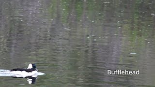 Bufflehead  A Small Diving Duck [upl. by Hobart]