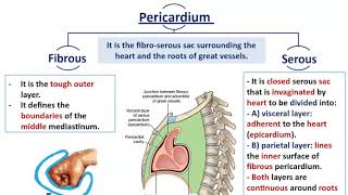 Mediastinal Divisions with Anatomy of Pericardium  Dr Ahmed Farid [upl. by Parent]