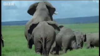 Elephant mating fighting amp pregnancy  Animals The Inside Story  BBC [upl. by Emelia868]