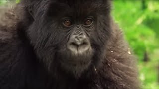 Meet This Family of Mountain Gorillas  Cousins  BBC Earth [upl. by Duffie]