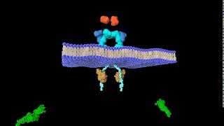 IL6JAKSTAT3 signaling [upl. by Groh764]