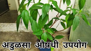 अडुळसा आयुर्वेदिक औषधी फायदे Medicinal Uses Of Adulsa  Adhatoda vasaka Aayurvedic plant benefits [upl. by Jessica]