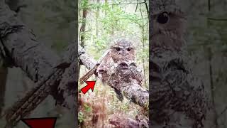 வித்தியாசமான பரவை  Amazing Potoo Bird Sound Facts  Tamil Info Share shorts [upl. by Gustin]