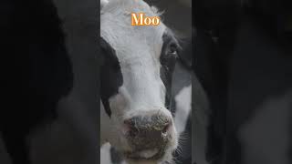 How many Moos do you see and Hear cow moo fyp irl loop moocall [upl. by Notla]