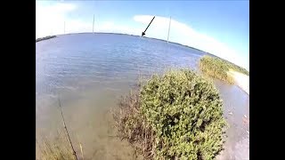 Giant Manta ray Stingray jumping out of the water [upl. by Dupuis]