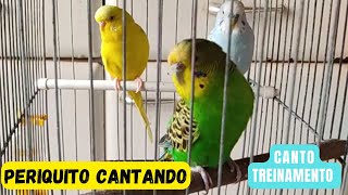 Periquito Cantando Melhores Cantos de Periquito Australiano para Treinamento [upl. by Ayatnohs]