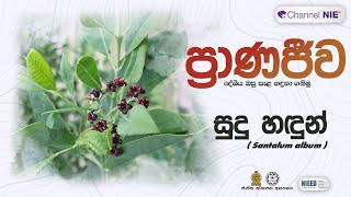 සුදු හඳුන්  Santalum album  ප්‍රාණජිව  දේශීය ඔසු පැළ හදුනා ගනිමු [upl. by Enaek]