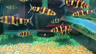 Leporinus tigrinus 黃金虎紋大鉛筆wildfish悠遊魚坊yoyofishroom [upl. by Vidovic]