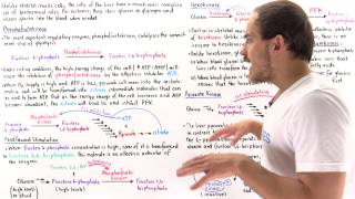 Regulation of Glycolysis in Liver Cells [upl. by Yeleak]