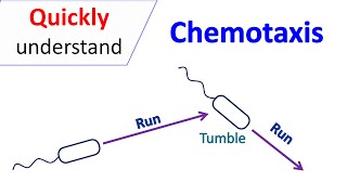 Chemotaxis [upl. by Cacilie]