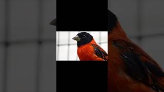 Red siskin bird voice for sleep 💤Nature with relaxation redsiskinsleep [upl. by Enoed]