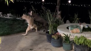 Two Doberman dogs attack 1 Pitbull Pitbull stand her ground [upl. by Ahtanamas253]