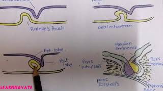 DEVELOPMENT OF PITUITARY GLAND  LOBES OF HYPOPHYSIS NEUROECTODERM AND ORAL ECTODERM  EMBRYOLOGY [upl. by Helse]