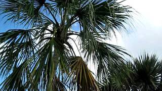 Hyphaene and Sabal mauritiiformis Palms at FIT [upl. by Anpas]