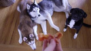 These 3 Dogs Really Love Bacon  Mishka Laika and Moki [upl. by Nester]