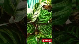 Calathea Makoyana Care Tips How to Grow the Peacock Plant 🌿 peacockplant plants [upl. by Lorelle]