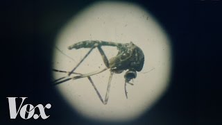 The Zika virus explained [upl. by Lavro]