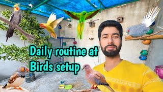 Daily routine at birds setup  birds k sath kitna time spend krta hn  QnA [upl. by Alfonzo]