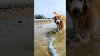 Dog Do Fishing 🎣😋New Viral Gadgets 😎 Smart Appliances 😱 Kitchen UtensilsHome Inventions shorts [upl. by Verity]