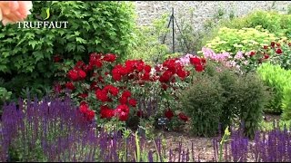 Comment planter un rosier en pleine terre au jardin   Truffaut [upl. by Elocal]