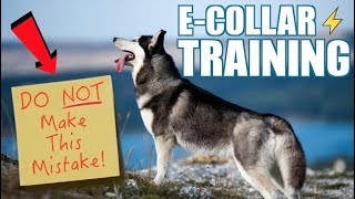 ECollar Training Siberian Husky  Introducing The ECollar [upl. by Pope641]