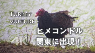 野鳥撮影・ 珍鳥・ヒメコンドル、アメリカの鳥が関東の田んぼに出現！野鳥動画 [upl. by Alleynad]