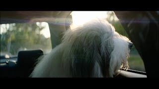 The Dulux Dog [upl. by Ahseik]