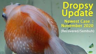 Dropsy Update new Case  November 2020 RecoveredSembuh [upl. by Laenahtan]