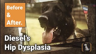 Before and After  Diesels Hip Dysplasia [upl. by Delaney]