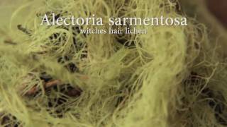 Lichens of the Pacific Northwest Bioregion [upl. by Trutko]