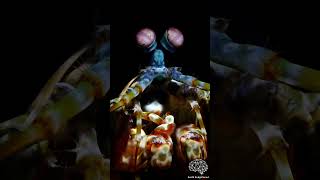 Mantis Shrimp  Most Powerful amp Fastest Punch In The World shorts [upl. by Magan413]