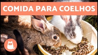 Alimentação de coelhos  filhote jovem adulto e idoso [upl. by Nylle]